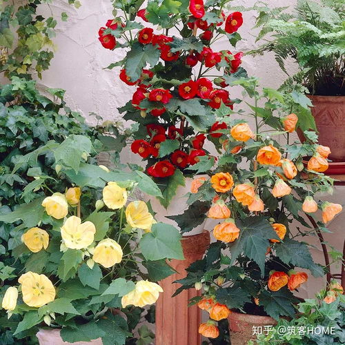 江西本土植物的种植优势