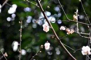 三步抢救法， 试试堪嫩不嫩让枯木逢春