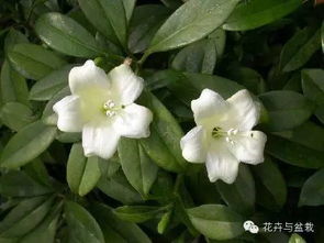 揭秘双色茉莉：与单瓣茉莉的差异及种植效益分析