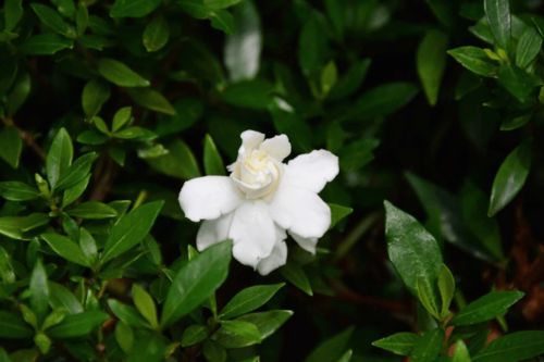 这是什么花一股清香， 让人陶醉