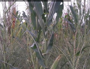 播种超量，后果严重