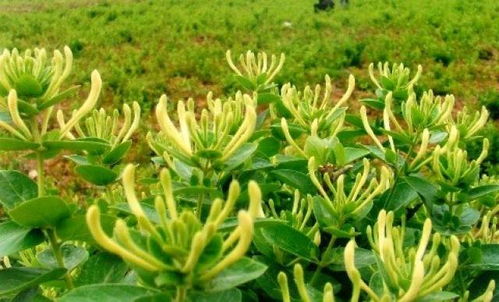 我国某山区农民通过种植金银花，成功脱贫致富