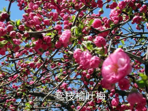 单瓣榆叶梅的特点