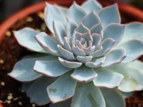 砍头多肉彩虹怎么发根？拆分后如何快速生根