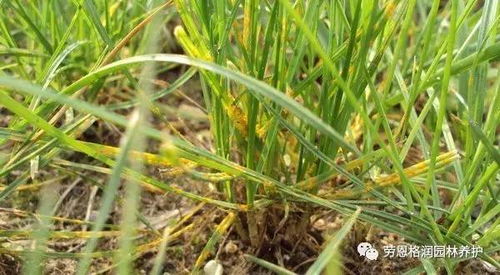 小苏打溶液：草坪的天然防护网