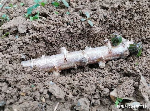 生长受阻， 产量下降