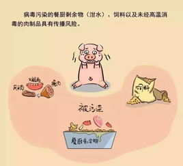 如何全面掌握非洲猪瘟防控要点确保生物安全？