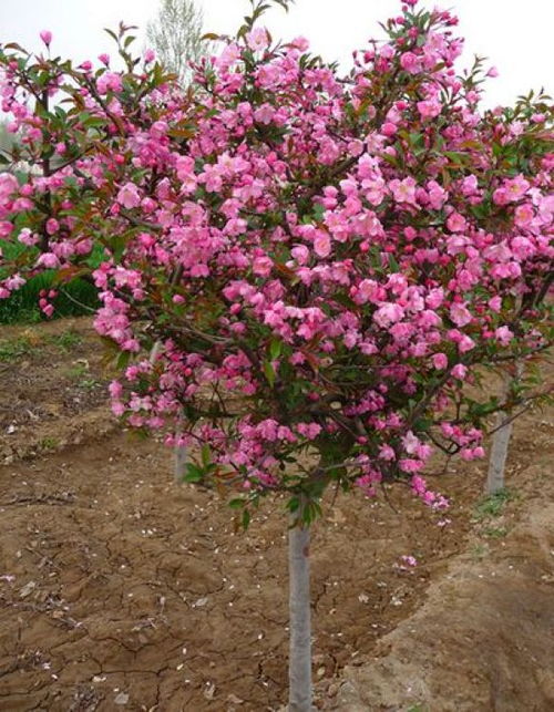 三、种植海棠的小贴士
