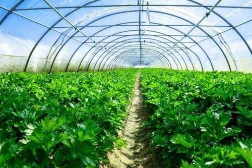 海南农民种植什么蔬菜Zui适宜？市场需求量大！