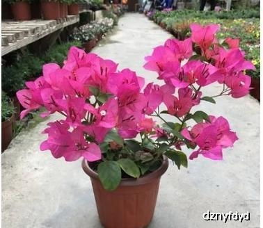 养三角梅， 先从视频学起