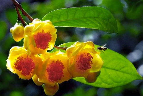 金花茶属于哪一科植物？其分类特征有哪些