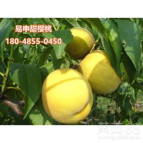 黄桃育苗技巧，助果树健康成长