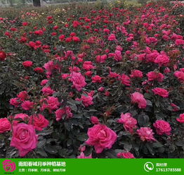 月季种植，了解一下？