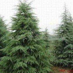 南京的雪松小苗