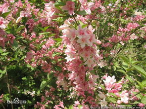 锦带花：不是大树， 是灌木