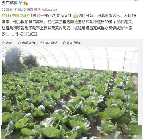 芒市种菜那些事儿