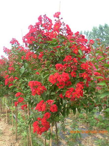 1、 红火球紫薇