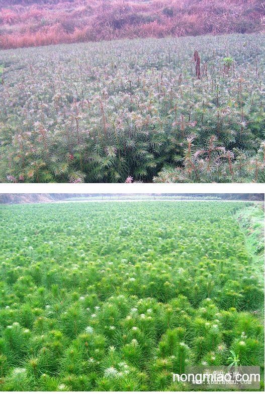 桂花树苗的小秘密