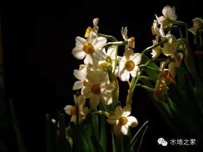 水仙双：花中仙子
