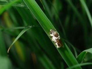 松毛虫的恶行与防治之道