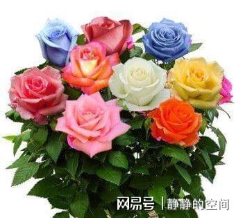 含苞待放的玫瑰花