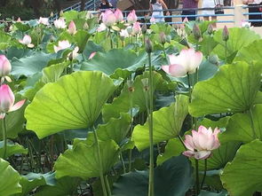 睡莲的别名叫什么？