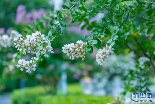 夏日风铃之谜：倒挂金钟花探秘