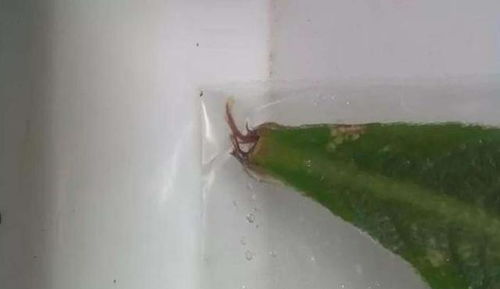 土壤选择，讲究科学