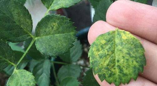 红蜘蛛，防范是关键