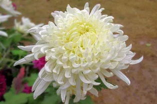 野生菊花功效显著，究竟有哪些神奇作用