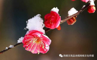 梅花的花期是啥时候？