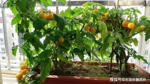 阳台上的冬天水果园：种植指南与适合水果盘点