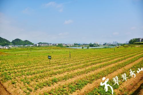 成本及利润分析：种植油茶的经济账