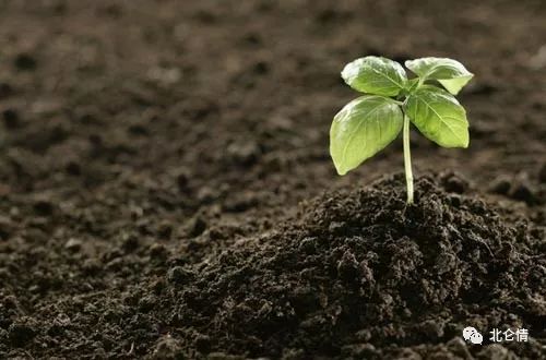 山杏种子发芽的奥秘，你真的懂吗？