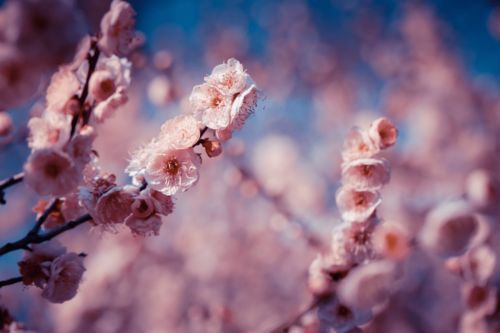 辰山植物园的梅花