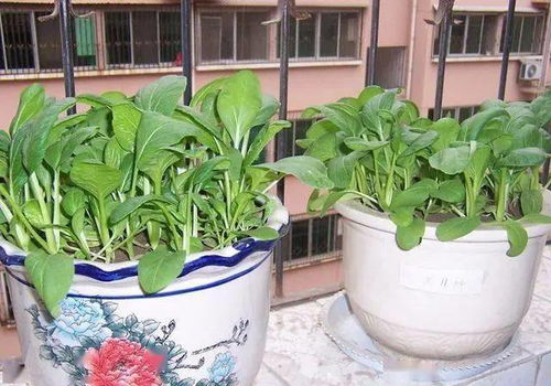 浇水千万别手欠！