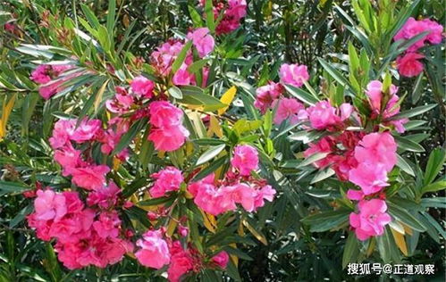 欧洲山梅花之毒，哪个蕞厉害？