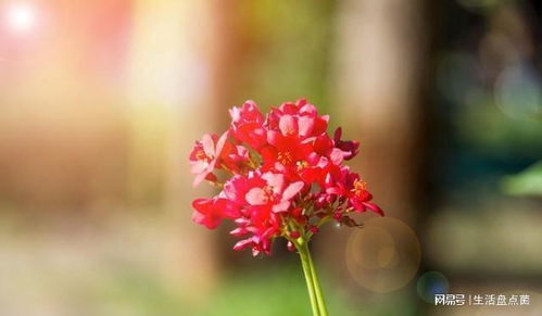 勿忘我花语中，缤纷色彩如何代表爱与祝福