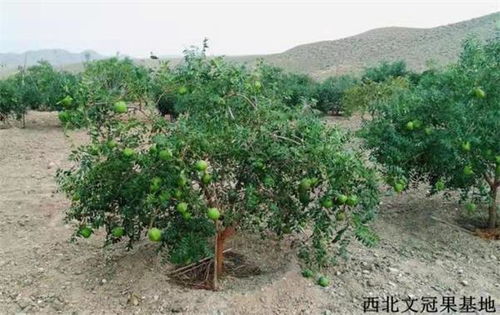 油茶种植防草秘籍：高效除草利器，轻松解决杂草问题！