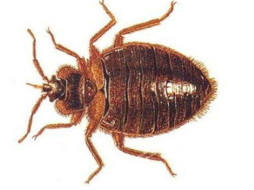 花土小黑虫， 消灭有高招