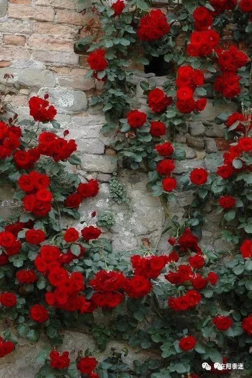 选择合适的品种