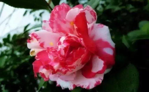 “请问哪种杜鹃花品种最名贵，其花期、花色、花型有何特点