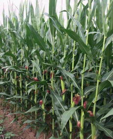 吉农1号：高产抗锈， 吉州骄傲