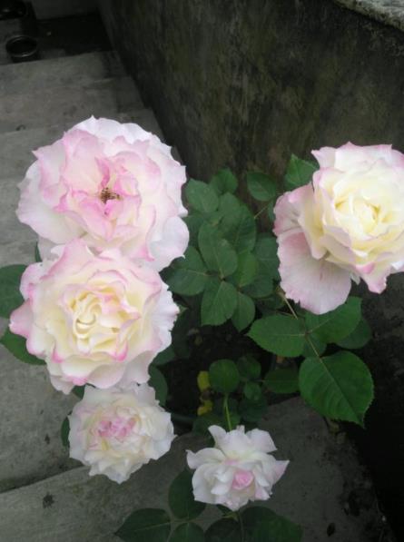 我超喜欢的梦幻之翼月季，你有吗？