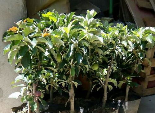 苹果核怎么种盆栽？果实成熟后