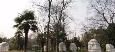 撤出覆土与搭防风障