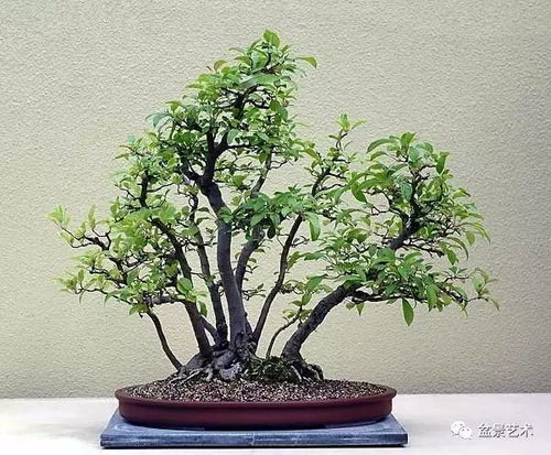 盆栽竹子应该选用什么样的浅盆来栽种？