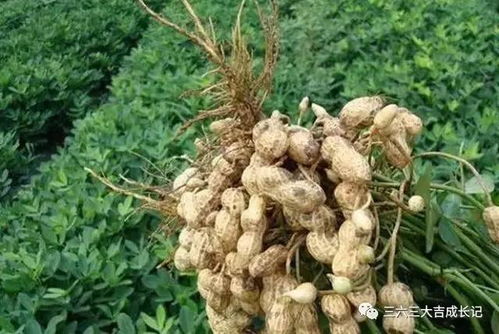 私信TA了解geng多种植信息