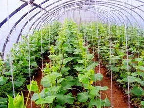 农村种植中药材的注意事项