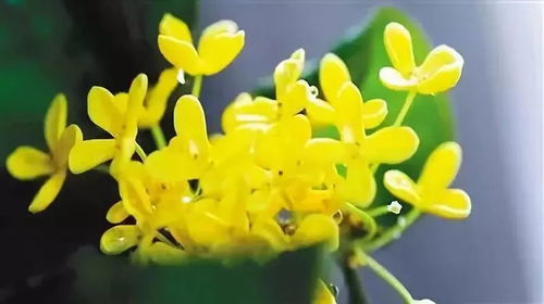 桂花花秋天开，为何此时绽放